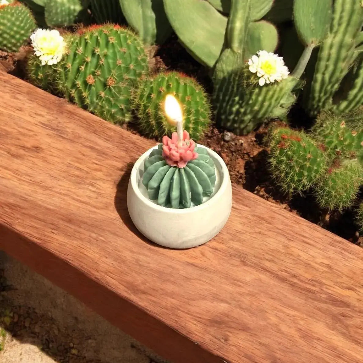 Beeswax succulent cactus candle | Natural handmade candle | Housewarming or birthday gift for her